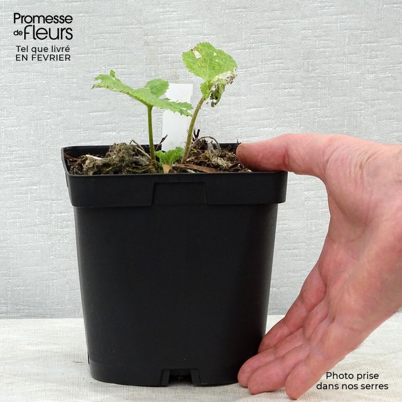 Alcea rosea Nigra - Malvarosa Vaso da 2L/3L esemplare consegnato in inverno