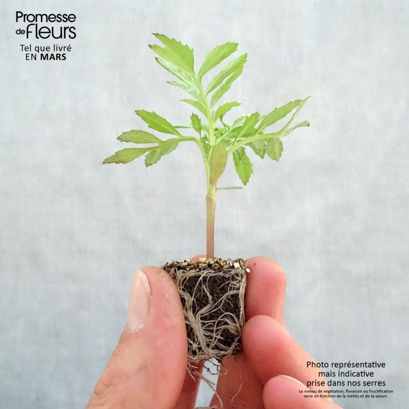 Tagetes erecta nana F1 Vanilla mini zolla... esemplare consegnato in primavera