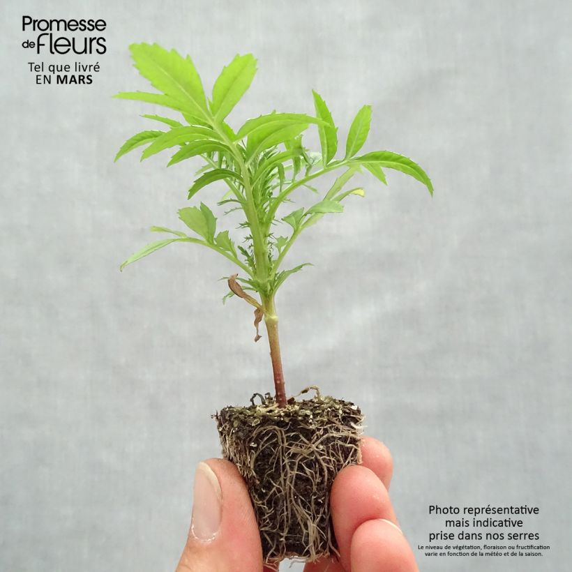 Tagetes erecta nana F1 Vanilla Jardimotte: zolla da 3,8 cm x 3,2 cm in vassoio da 16 pezzi. esemplare consegnato in primavera