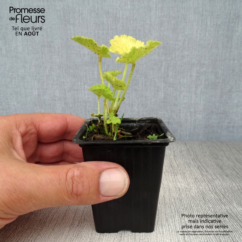 Esemplare di Alcea rosea Chater's Double White - Malvarosa Vasetto da 7/8 cm consegnato in estate