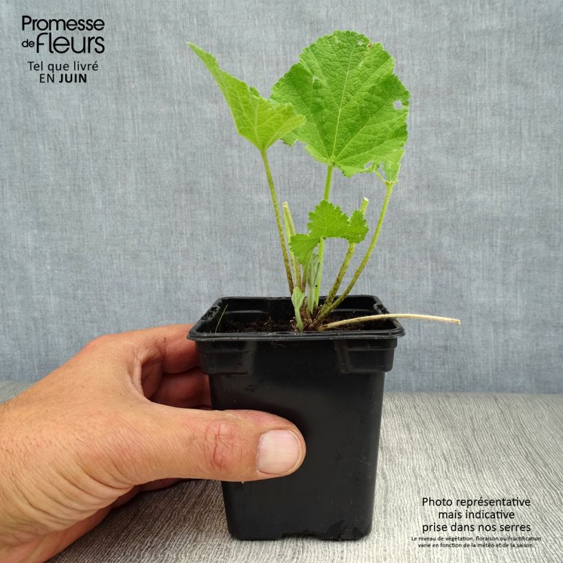 Esemplare di Alcea rosea Chater's Double Rosa - Malvarosa Vasetto da 7/8 cm consegnato in estate
