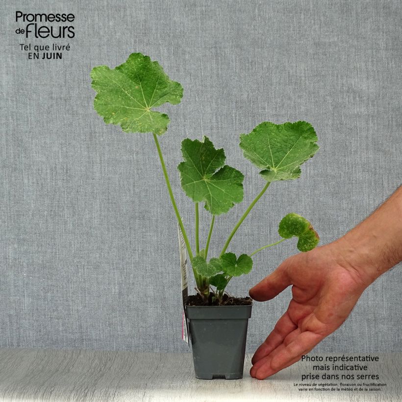Esemplare di Alcea rosea Chater's Double saumon - Malvarosa Vasetto da 7/8 cm consegnato in estate