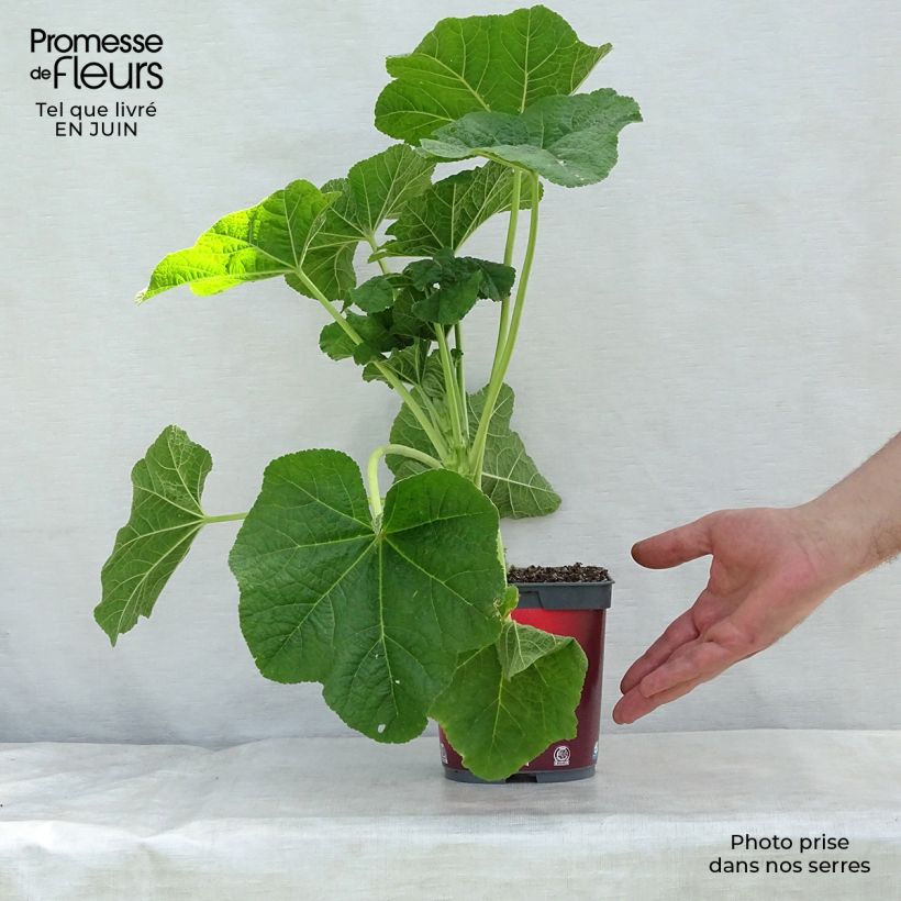 Esemplare di Alcea rosea Pleniflora Rouge - Malvarosa Vaso da 2L/3L consegnato in estate