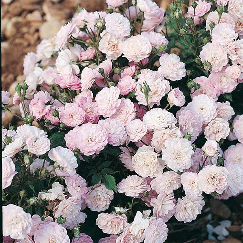 Rosa antica Gloire des Polyanthas (Fioritura)
