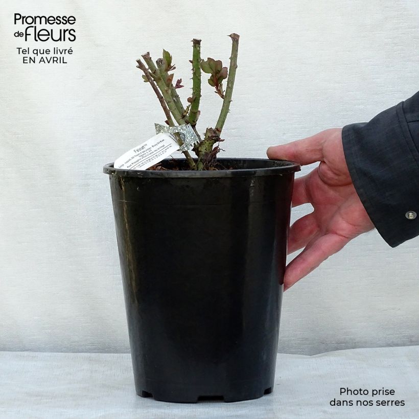 Rosa Falstaff Vaso da 4L/5L esemplare consegnato in primavera
