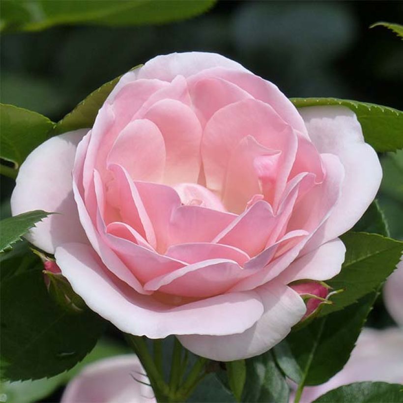 Rosa polyantha Astrid Lindgren (Fioritura)