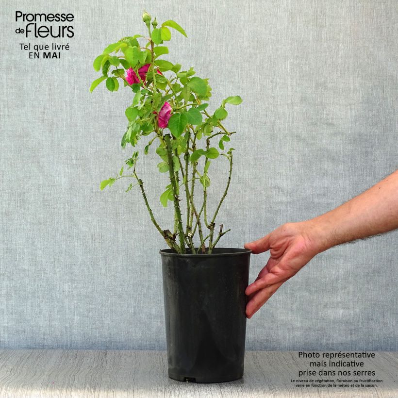 Rosa Rosier Baronne Prévost Vaso da 4L/5L esemplare consegnato in primavera
