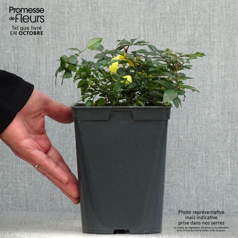 Esemplare di Rosa polyantha Bees Paradise Fruity Vaso da 3L/4L come consegnato in autunno