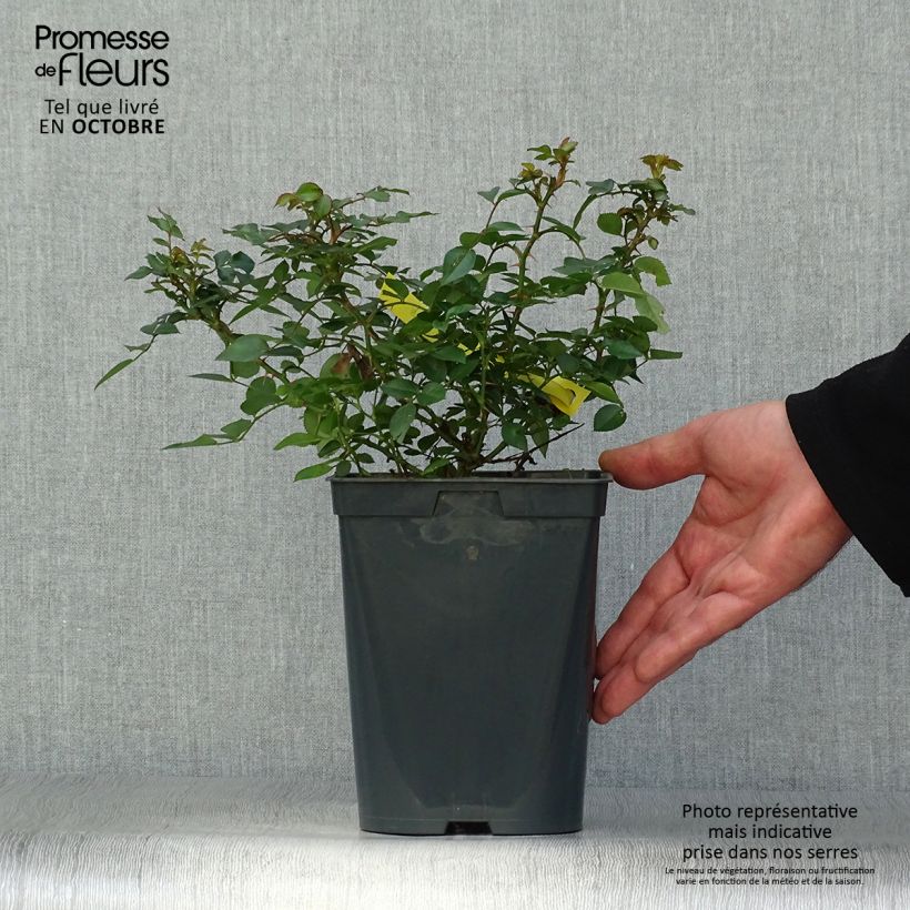 Esemplare di Rosa polyantha Bees Paradise Gelb Vaso da 3L/4L come consegnato in autunno