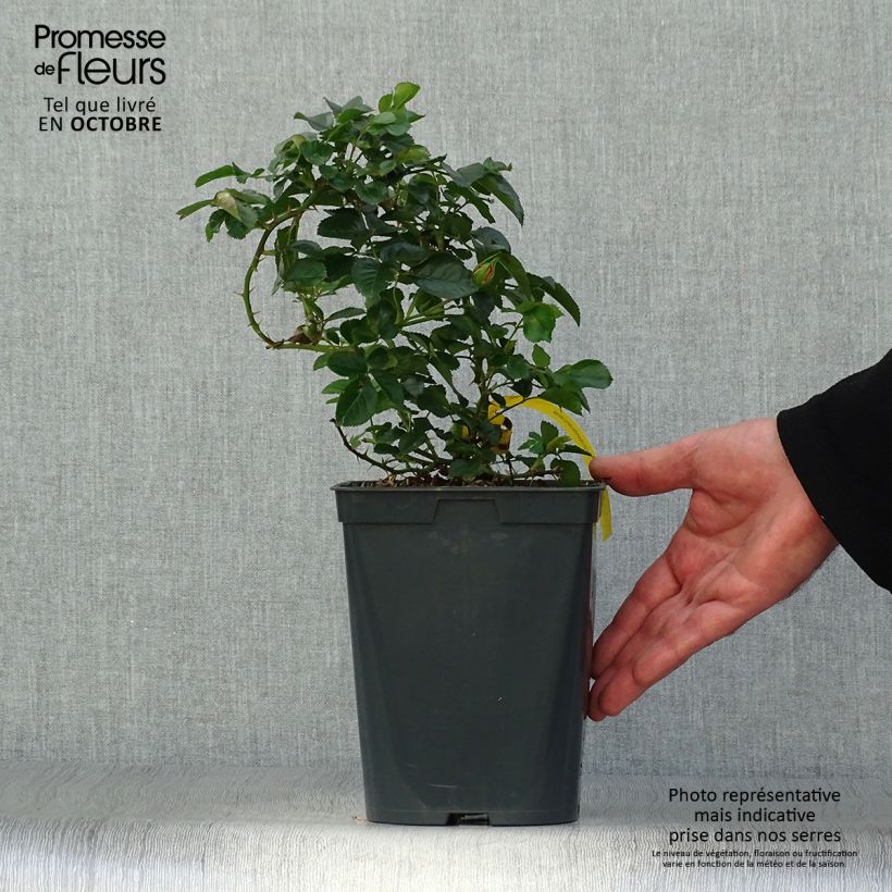Esemplare di Rosa polyantha Bees Paradise Mango Vaso da 3L/4L come consegnato in autunno