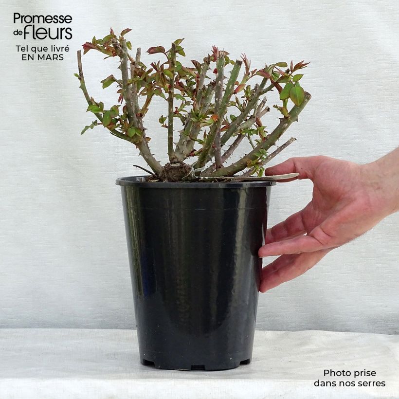 Rosa Benjamin Britten Vaso da 4L/5L esemplare consegnato in primavera