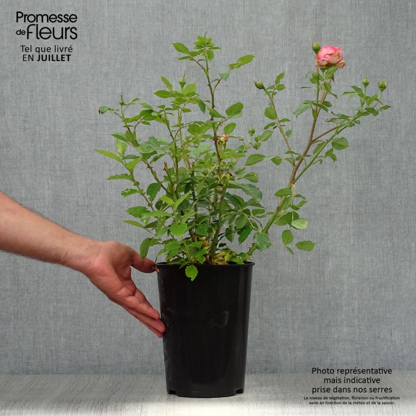 Esemplare di Rosa Boscobel Vaso da 4L/5L consegnato in estate