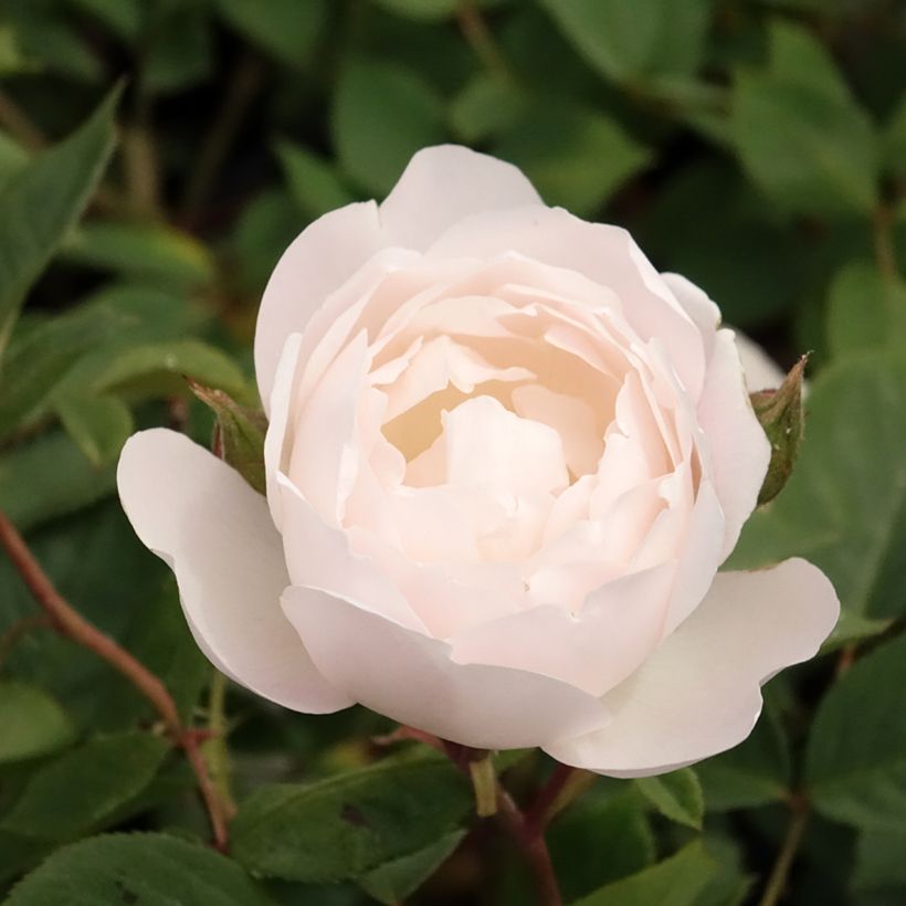 Rosa Desdemona (Fioritura)