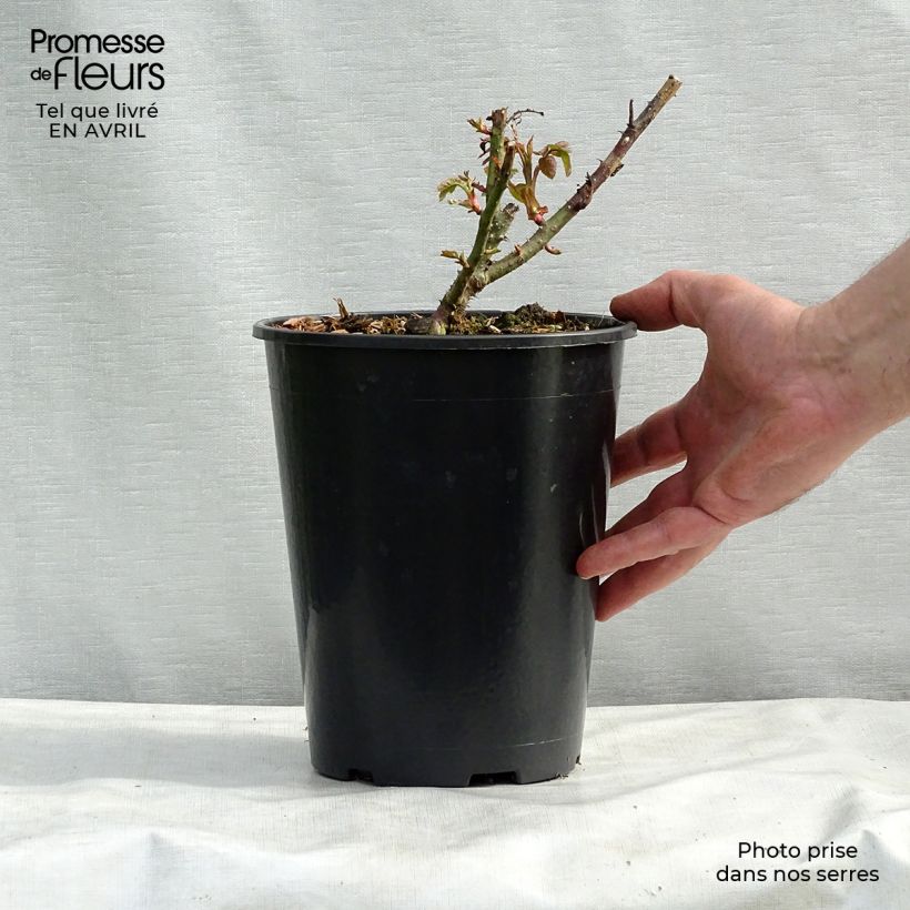 Rosa Eglantyne Vaso da 4L/5L esemplare consegnato in primavera