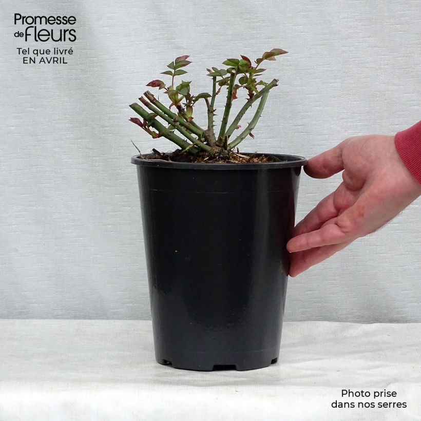Rosa Gentle Hermione Vaso da 4L/5L esemplare consegnato in primavera