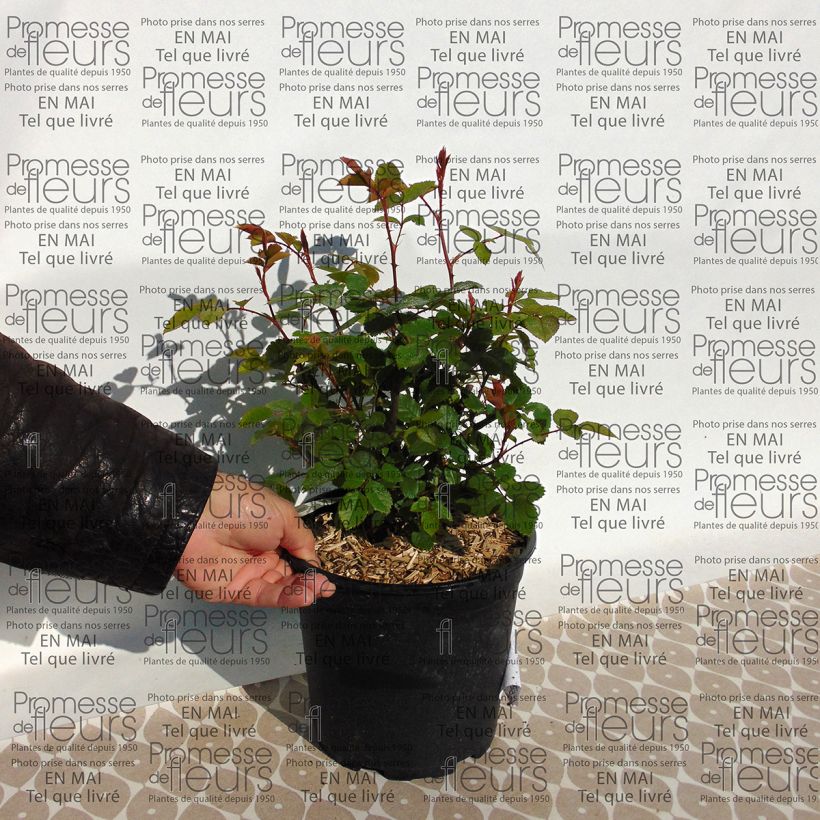 Esempio di esemplare Rosa Grace Vaso da 4L/5L come consegnato