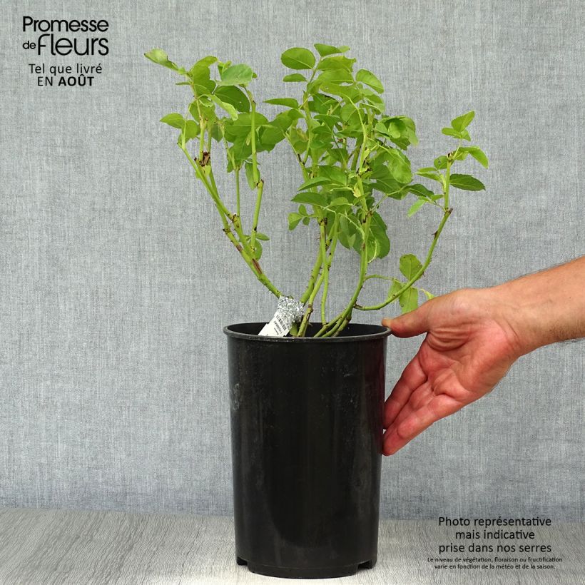 Esemplare di Rosa Graham Thomas Vaso da 4L/5L consegnato in estate