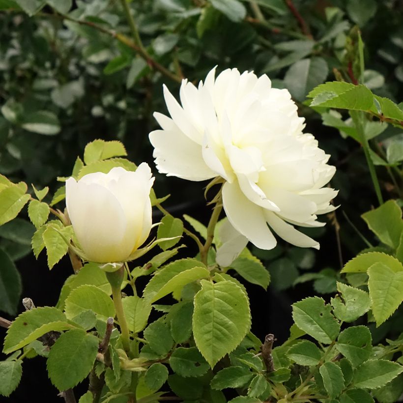 Rosa Imogen (Fioritura)