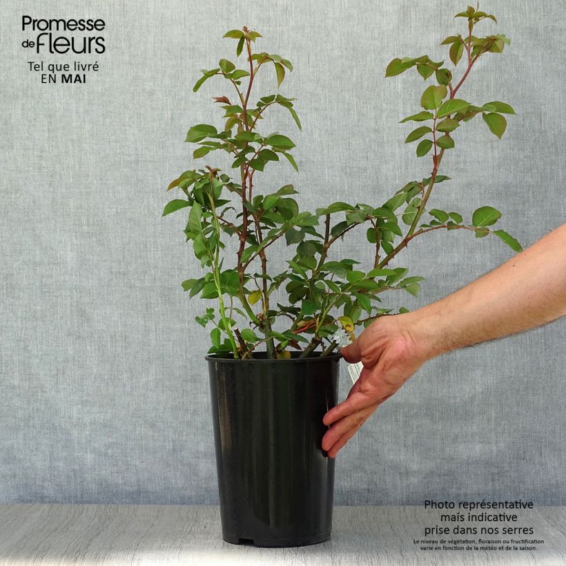 Rosa James Galway Vaso da 4L/5L esemplare consegnato in primavera