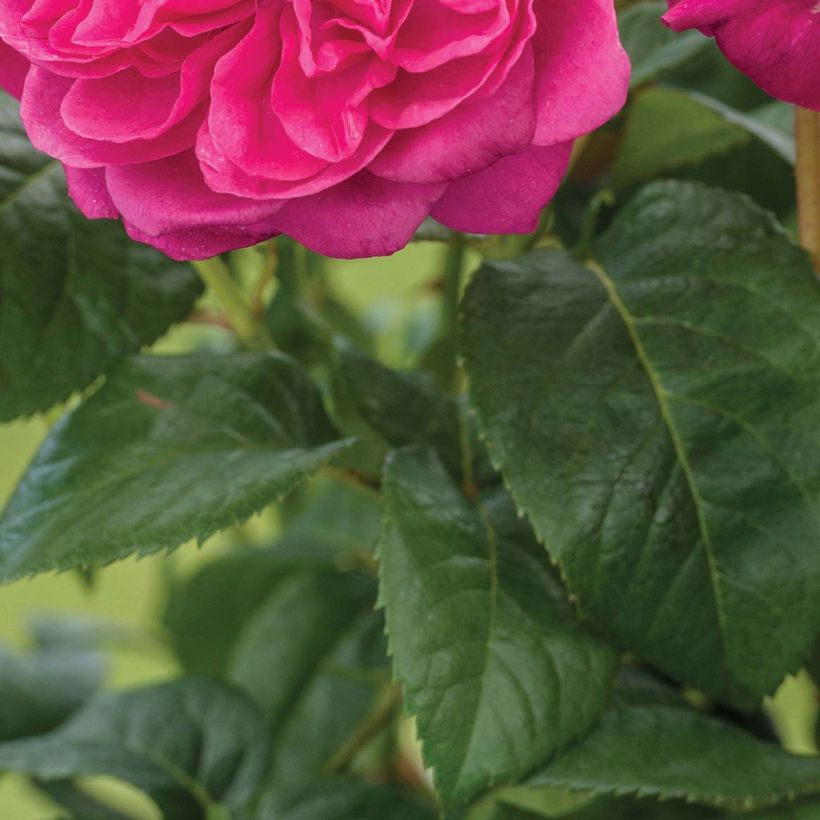 Rosa James L. Austin (Fogliame)