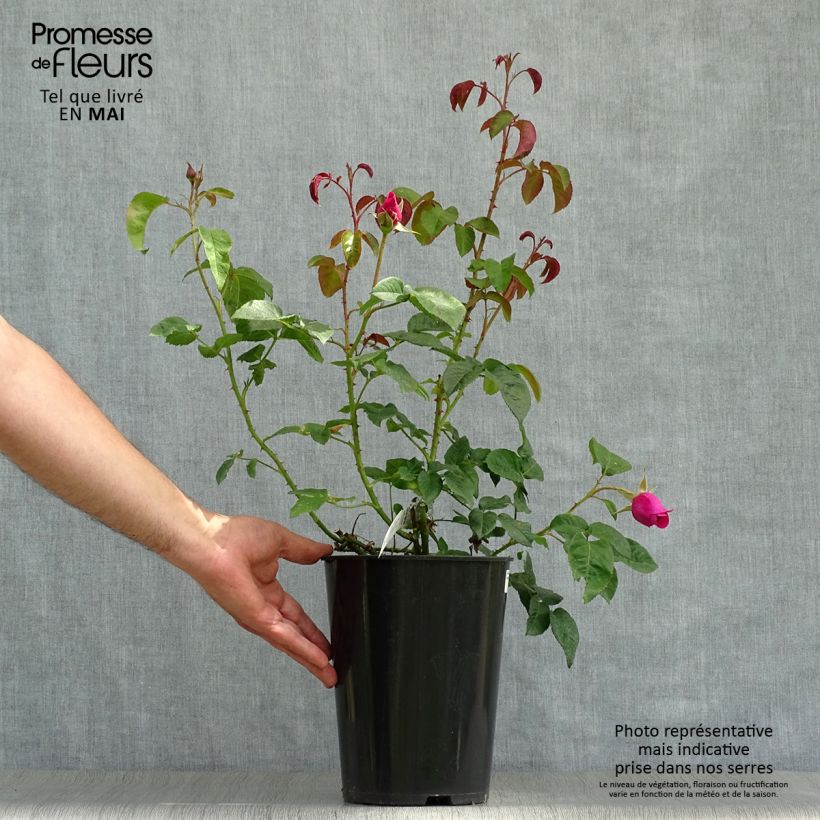 Rosa James L. Austin Vaso da 3L/4L esemplare consegnato in primavera