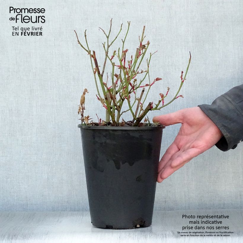 Rosa Kew Gardens Vaso da 3L/4L esemplare consegnato in inverno