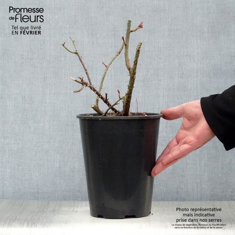 Rosa LD Braithwaite Vaso da 4L/5L esemplare consegnato in inverno