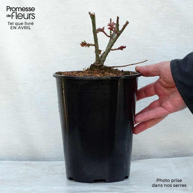 Rosa LD Braithwaite Vaso da 4L/5L esemplare consegnato in primavera