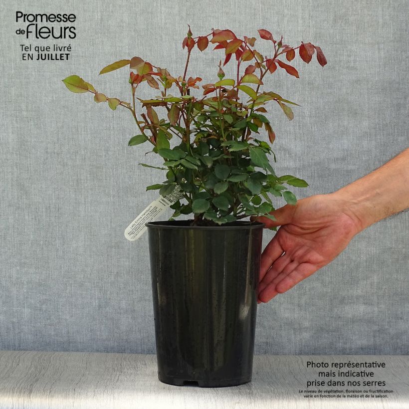 Esemplare di Rosa Lady Emma Hamilton Vaso da 4L/5L consegnato in estate