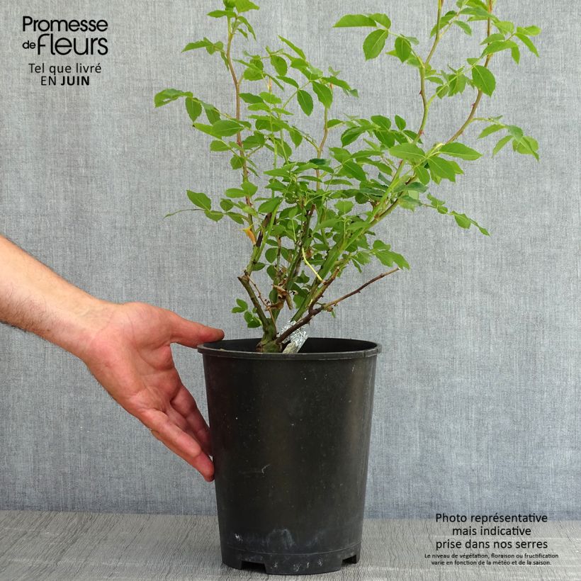 Rosa Lady Of Shalott Vaso da 4L/5L esemplare consegnato in primavera