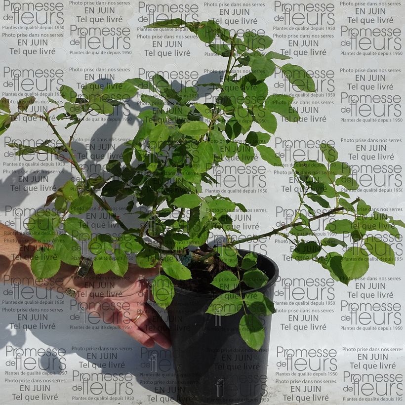 Esempio di esemplare Rosa Morning Mist Vaso da 4L/5L come consegnato
