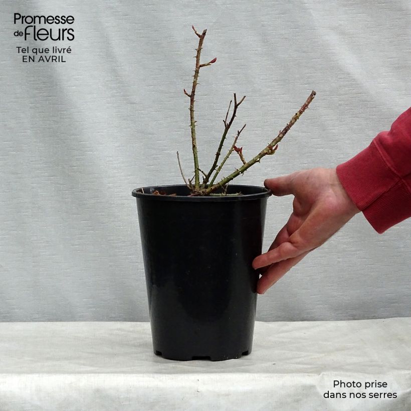 Rosa Munstead Wood Vaso da 4L/5L esemplare consegnato in primavera