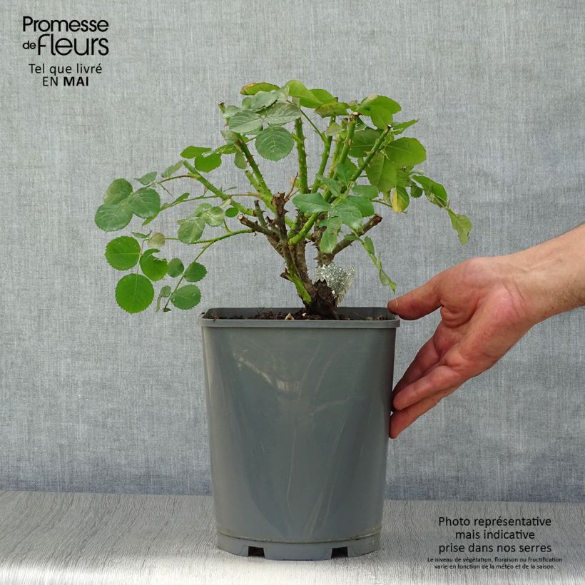 Rosa Princess Anne Vaso da 3L/4L esemplare consegnato in primavera