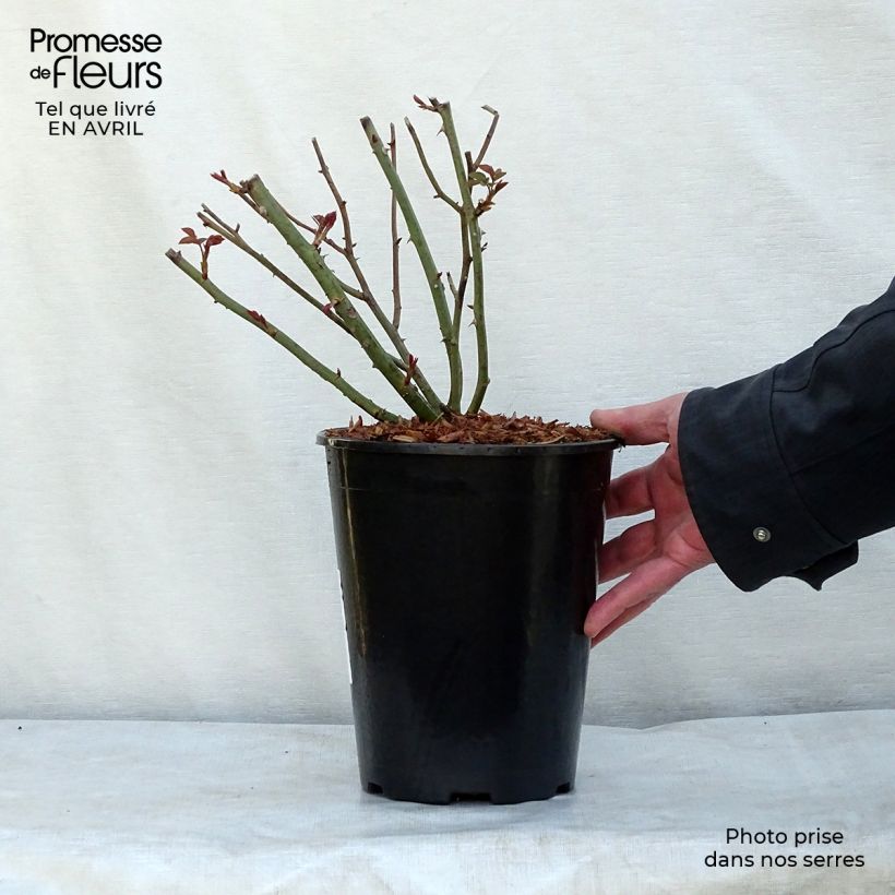 Rosa Queen of Sweden Vaso da 4L/5L esemplare consegnato in primavera