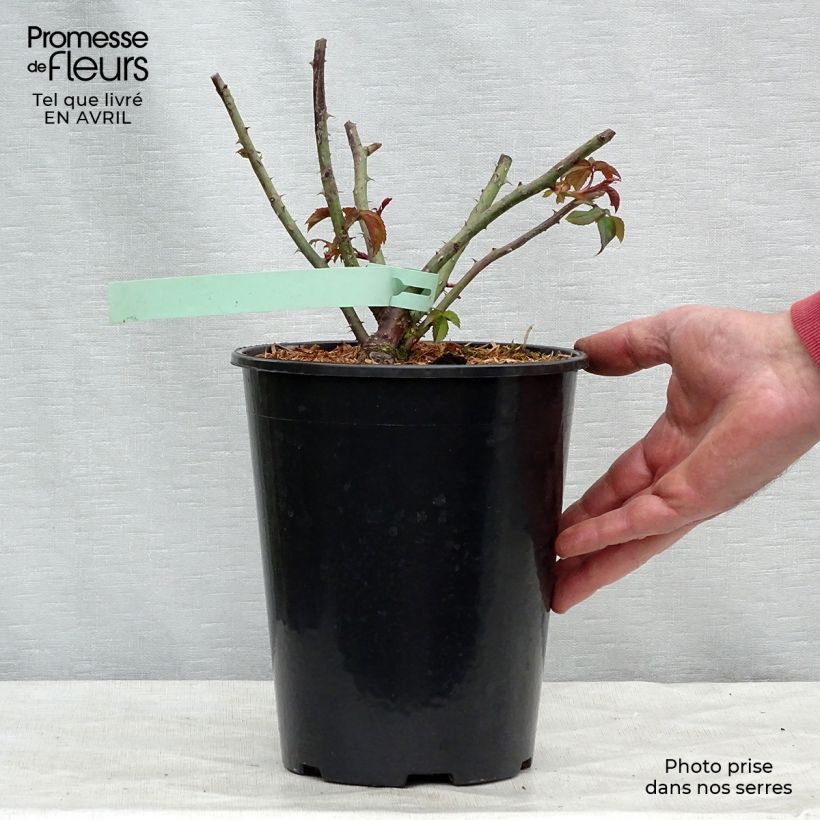 Rosa Sharifa Asma Vaso da 4L/5L esemplare consegnato in primavera