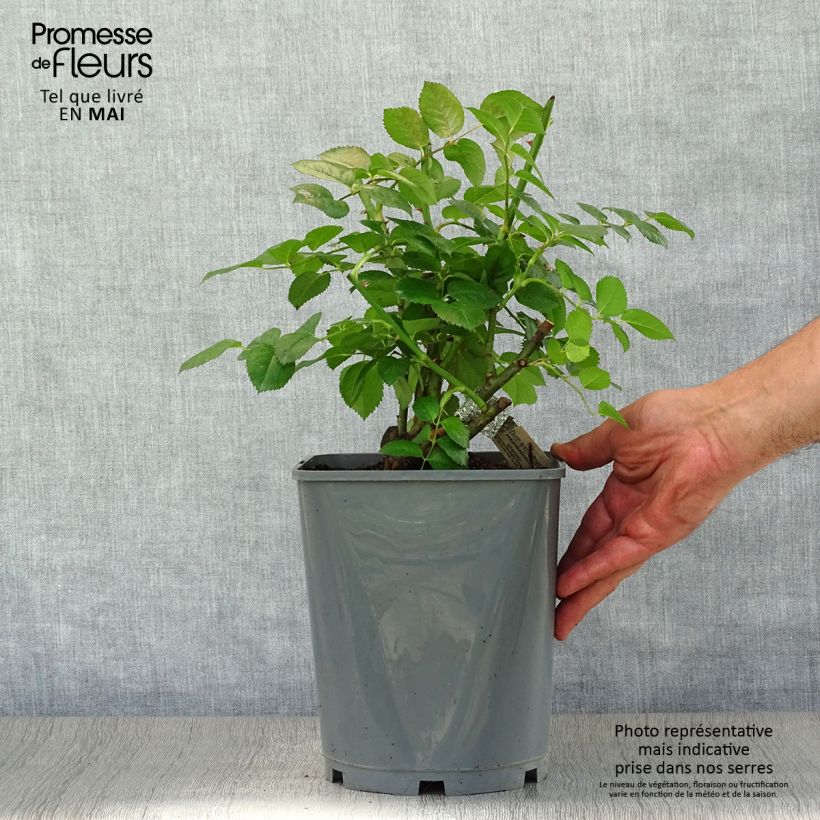 Rosa Strawberry Hill Vaso da 4L/5L esemplare consegnato in primavera