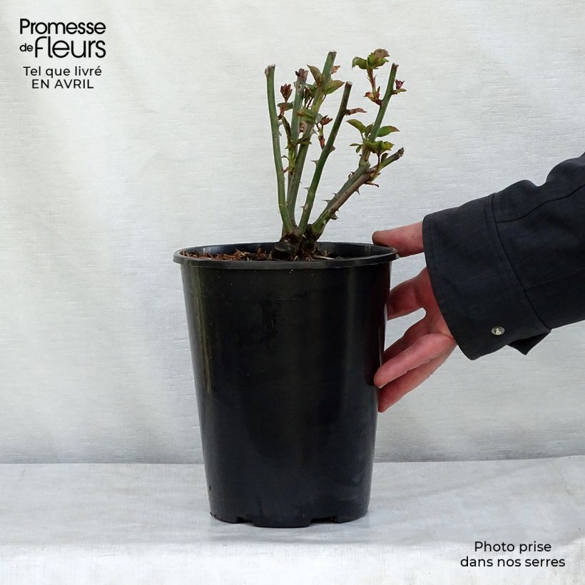 Rosa Summer Song Vaso da 4L/5L esemplare consegnato in primavera