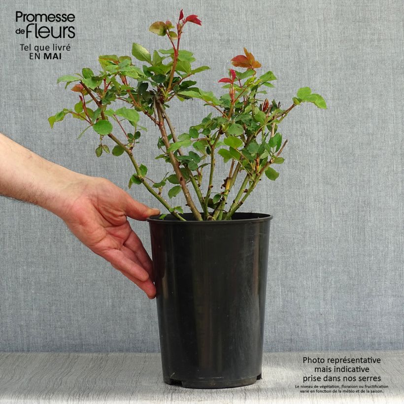 Rosa The Ancient Mariner Vaso da 4L/5L esemplare consegnato in primavera