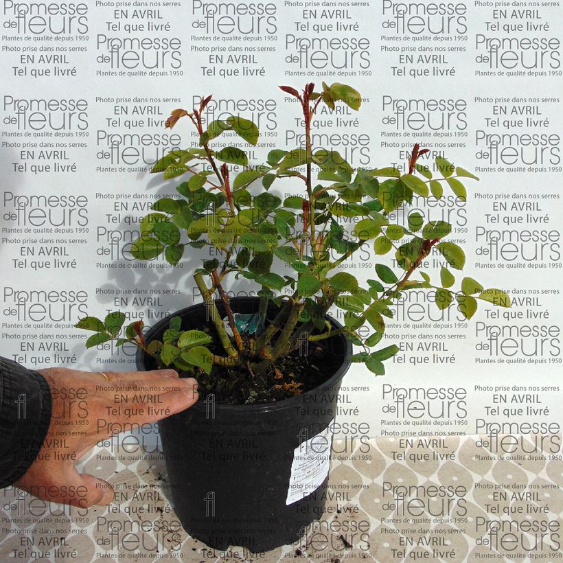 Esempio di esemplare Rosa The Lark Ascending Vaso da 4L/5L come consegnato