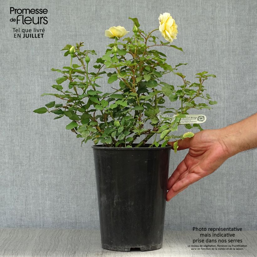 Esemplare di Rosa The Poet's Wife Vaso da 4L/5L consegnato in estate