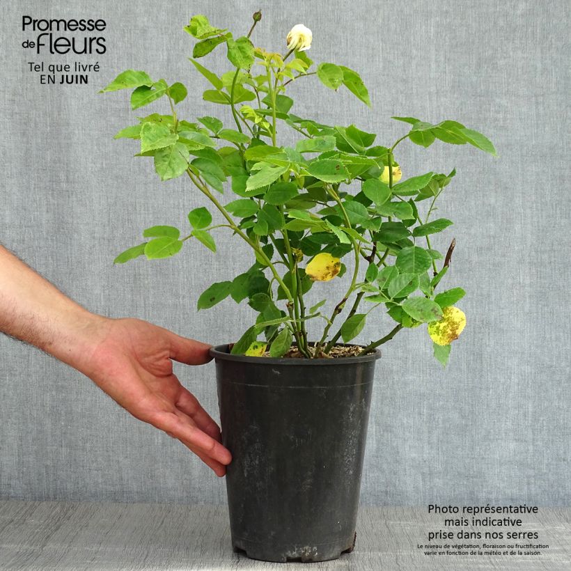 Rosa moscata Tranquillity Vaso da 4L/5L esemplare consegnato in primavera