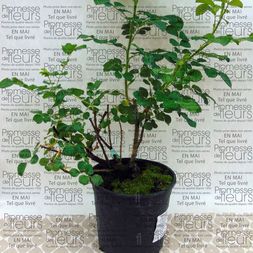 Esempio di esemplare Rosa rugosa Wild Edric - Aushedge Vaso da 4L/5L come consegnato