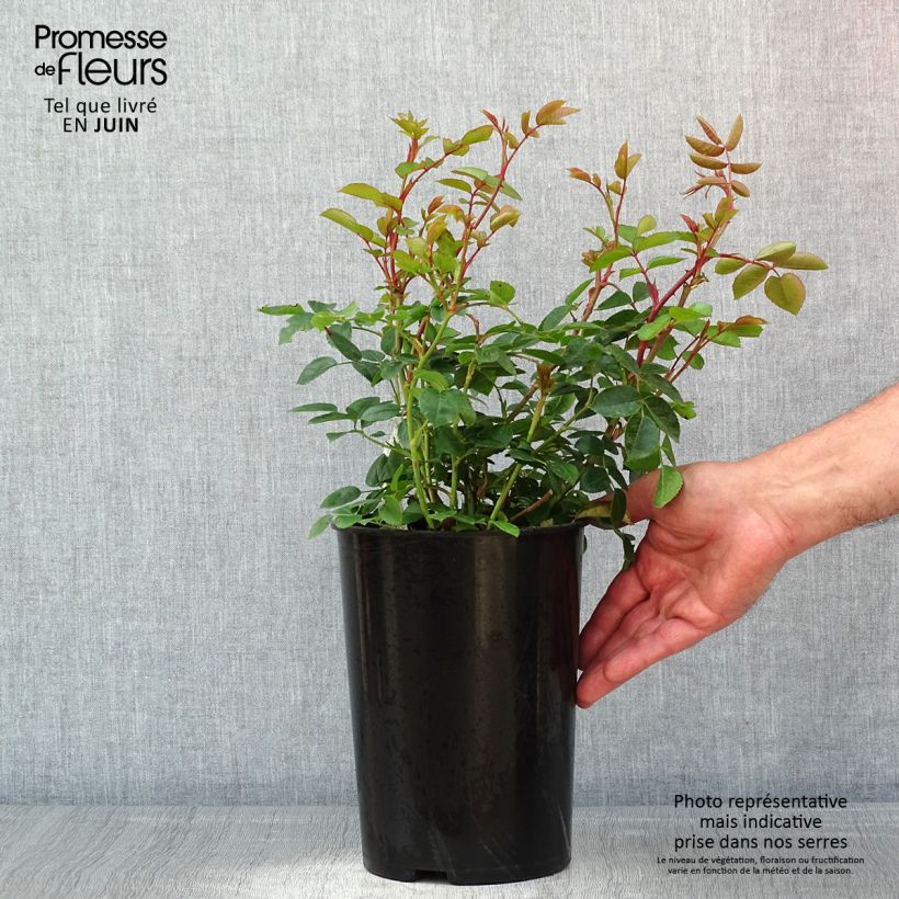 Rosa Wildeve Vaso da 4L/5L esemplare consegnato in primavera