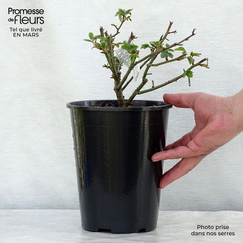 Rosa Winchester Cathedral Vaso da 4L/5L esemplare consegnato in primavera