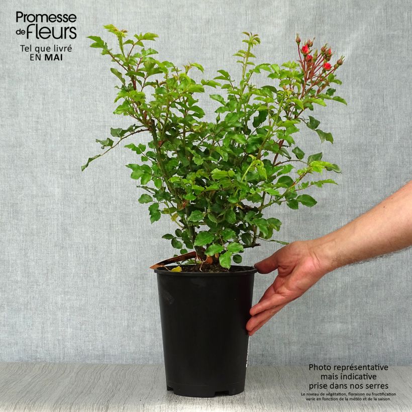 Rosa tappezzante Sedana Vaso da 4L/5L esemplare consegnato in primavera