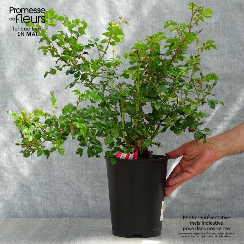Rosa tappezzante Heidetraum (NOAtraum) Vaso da 4L/5L esemplare consegnato in primavera