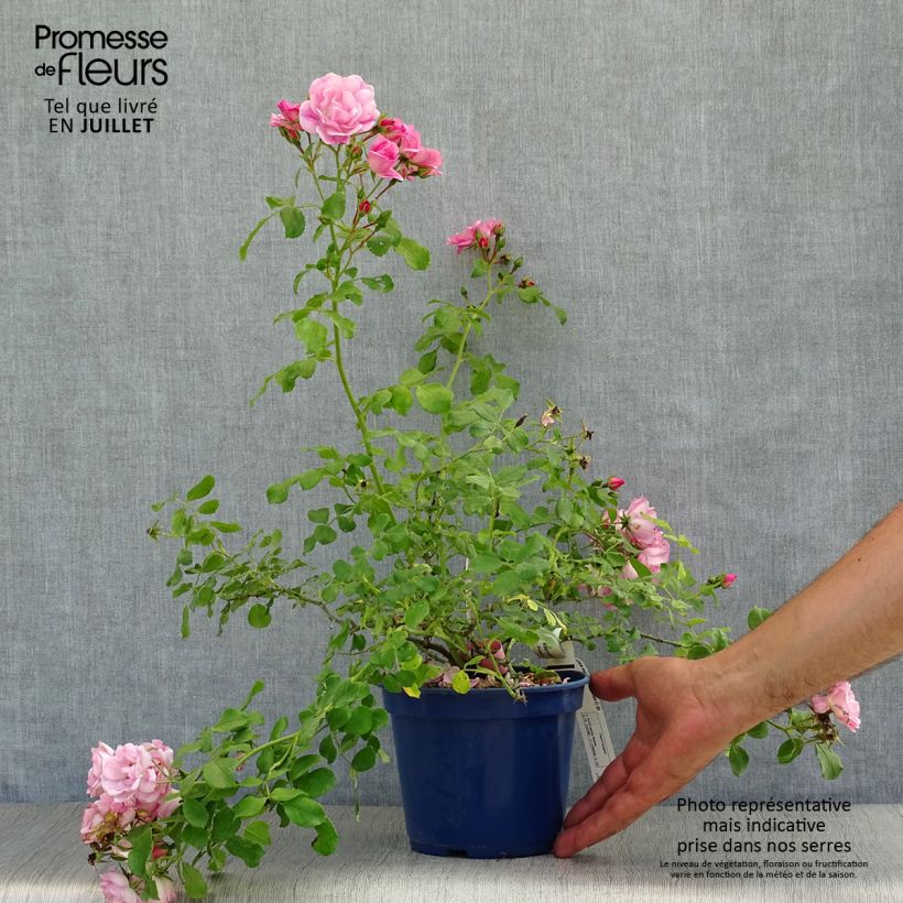 Esemplare di Rosa tappezzante Sommermelodie (NOAmel) Vaso da 2L/3L consegnato in estate