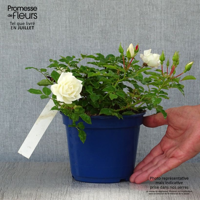 Esemplare di Rosa tappezzante White Flower Carpet (NOAschnee) Vaso da 2L/3L consegnato in estate