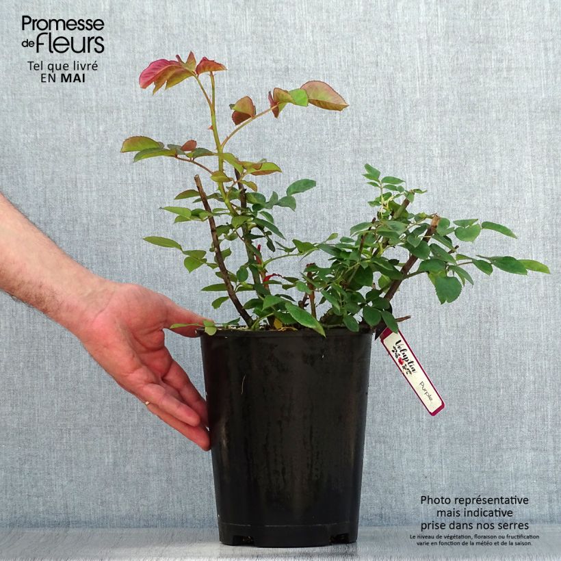 Rosa tappezzante Purple Voluptia Vaso da 4L/5L esemplare consegnato in primavera