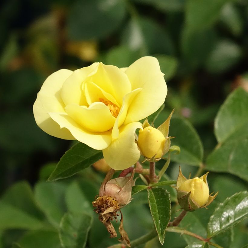 Rosa tappezzante Loredo (NOAlesa) (Fioritura)